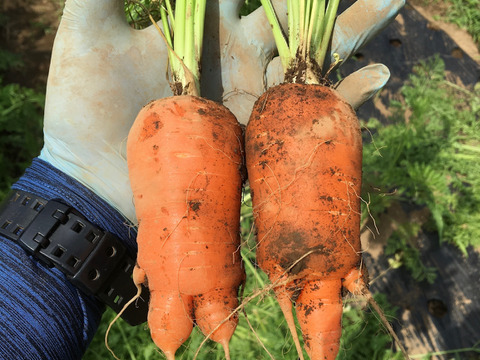 寒さで糖度が増してる香りが良いスイートニンジン5kg(常温)