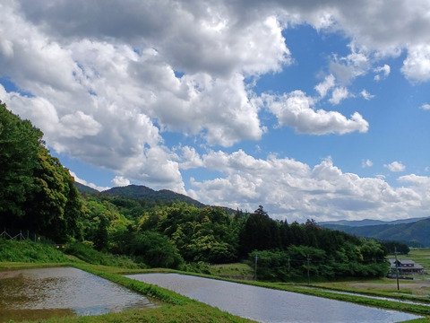 令和6年新米」天日干し 自然栽培 ササニシキ 5kg：福井県産の