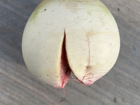 【農薬・化学肥料不使用】MOA自然農法で育った大根・赤かぶ4種セット 2kg