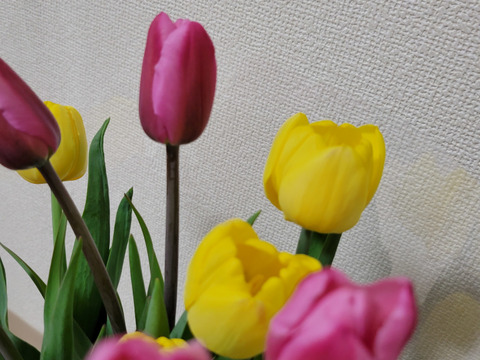 [期間限定]季節の花[チューリップ]切花2色入り(10本)