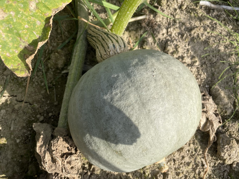 北海道産　農薬不使用【雪化粧】5キロ