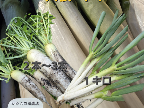 【同梱発送】自然栽培大根×ネギ
