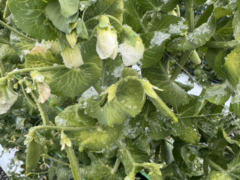 【訳あり特価】鹿児島県指宿産 スナップエンドウ 500g（霜凍）【約40g増量】