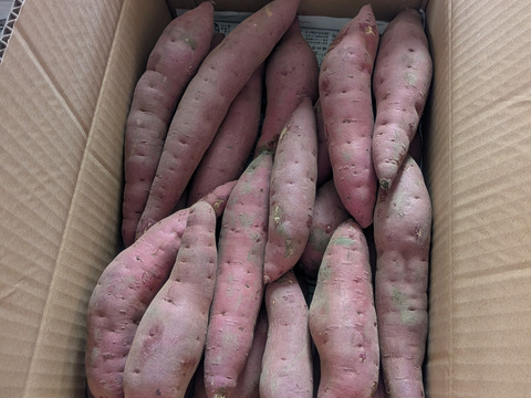【訳アリ！5kg弱×1箱】ねっとり濃厚、密たっぷり熟成さつまいも🍠「べにはるか」（2S/S/Mサイズ混合お任せセット）