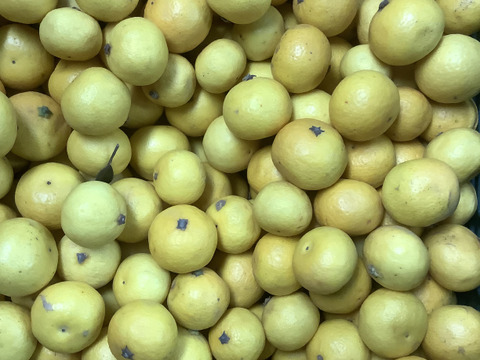 2026ねん【希少】熟成湘南ゴールド（露地栽培)家庭用3Sサイズ(直径3.4～3.9cm)【幻のオレンジ】2kg