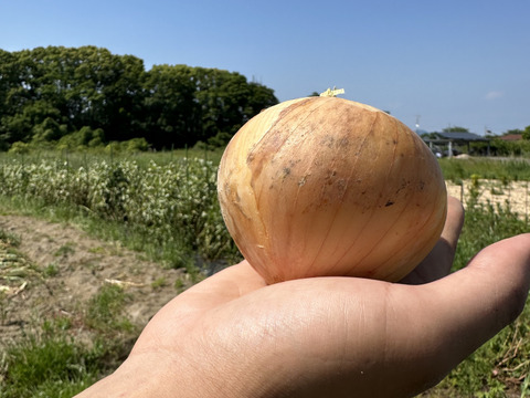 トロッと玉ねぎ&赤玉ねぎ3個セット【農薬化学肥料不使用】10キロ30個以上