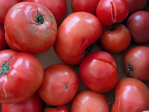 【超お得】お得な訳ありトマト約8kg！(30〜60玉)【福岡県産トマト】！
