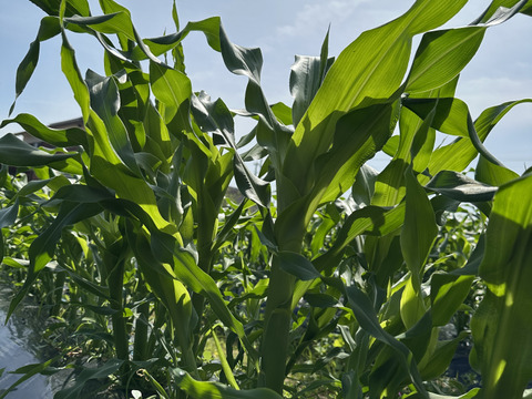 朝穫れ！プリあま大粒とうもろこし【農薬化学肥料不使用】2キロ6本