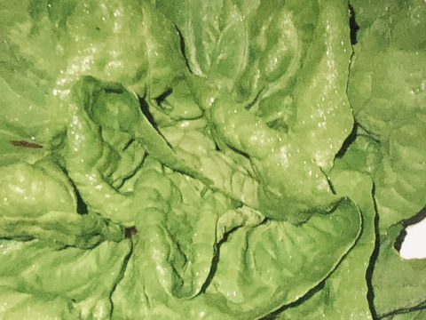 有機肥料と節減対象農薬にこだわった旬の野菜セット