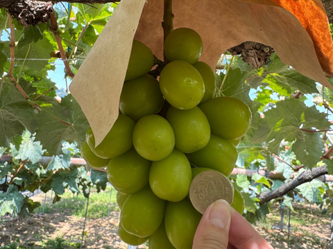 【プレミアムギフト】シャインマスカット・ナガノパープル