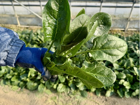 農薬不使用とれたて朝どり【ほうれん草】25袋／常温配送