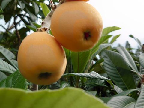 長崎県産　露地びわM玉×16入り