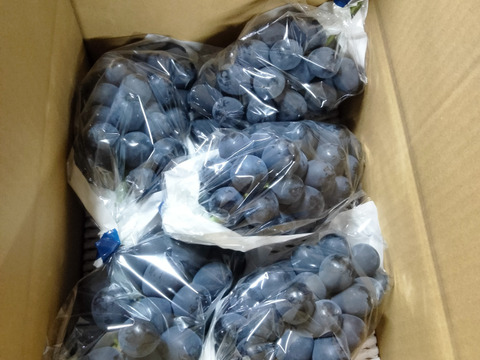 【オススメ品種】ブドウの本場山梨県産　BKシードレス 種なしでまったりとした甘さが魅力的　約2キロ（4〜5房）