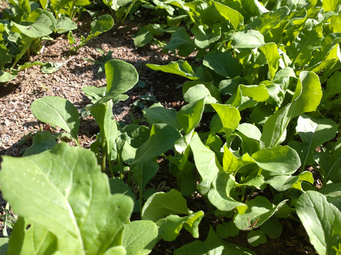 【お買い得☆旬の野菜セット（10品〜13品目）☆７月☆８月】新鮮お野菜🌿🫛🧅農薬、除草剤、化学肥料等、一切不使用☆ゆうパック🏣80サイズにたっぷりお入れいたします☆