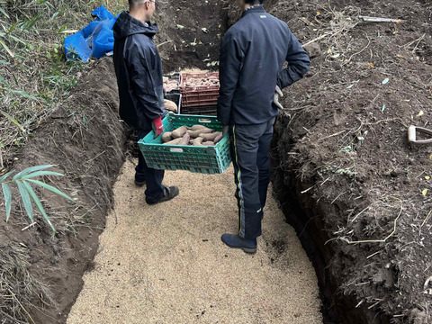 【サツマイモ】★紅はるか Mサイズ★1kg★農薬、化学肥料不使用★自然な甘み！