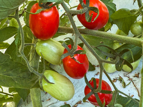 食べれるジュエリー🍅💎「ちゅるちゃんトマト」｜200g×12p【冬ギフト】