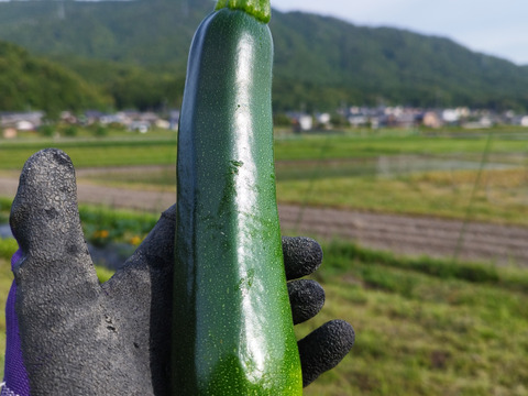 京都府産ズッキーニ約1kg(4〜6本程度)
農薬・化学肥料・除草剤不使用