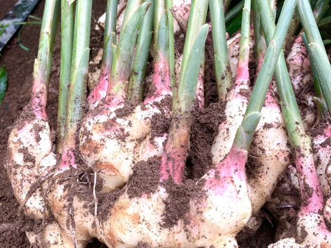 高知県産　朝採れ新生姜　訳あり1キロ