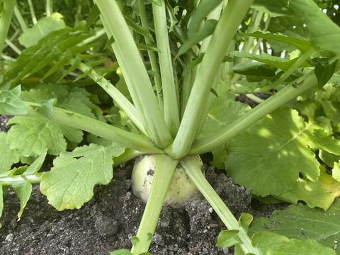 止まらないおいしさ…やめられない大根！ 農薬不使用だから葉付き大根！カリカリ！ぽりぽりっ！