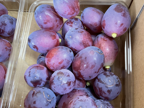 ハウス栽培家庭用！『クイーンルージュ』400g×2P：長野県産のクイーン