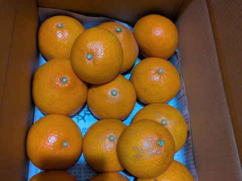 【今期最後はやっぱりこまどんなで！】【祝！愛媛県出身たくろうM-1優勝セール！！無くなるまでやります！】愛媛が誇る高級柑橘　ふぞろいのこまどんなたち　3kg〜（21個前後）（ご家庭用）