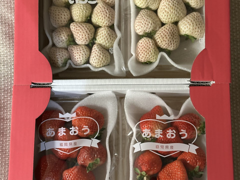 人気いちご食べ比べ！恋みのり・白いちごなど4パック