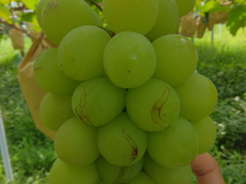 【1口5000円】令和7年8月 大雨による浸水害  生産者応援チケット