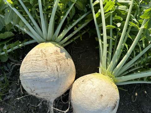 【栽培期間中農薬不使用】聖護院大根4kg以上（２〜3玉）煮炊きものに最適！サイズ不揃いのご自宅用で数量限定販売です！