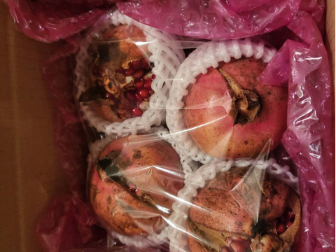 【希少な国産ザクロ】大実日本甘ザクロ 1~2個 兵庫県旧有馬郡産 柘榴 ザクロフルーツ 有馬温泉の麓よりお届け🛻 栽培期間中農薬不使用・自然栽培『フルーツの宝石・子宝の象徴』