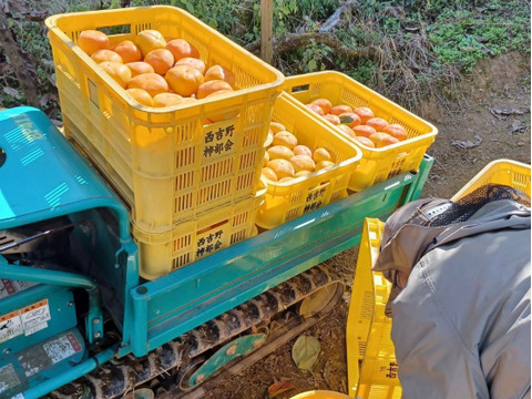 【贈り物＆ご自宅用/１０kg】吉野の富有柿/〜豊かな土と太陽から〜自然な甘みとみずみずしさが違います！