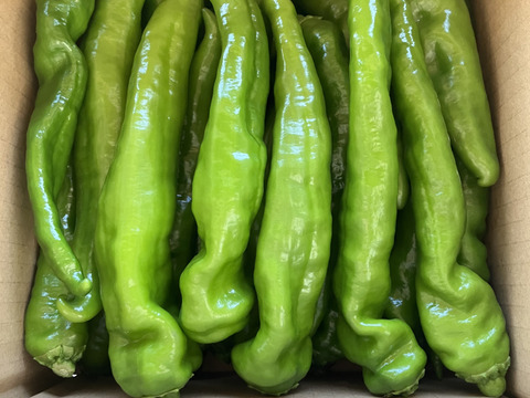 じゅわっと肉厚！大福の万願寺とうがらし　1kg