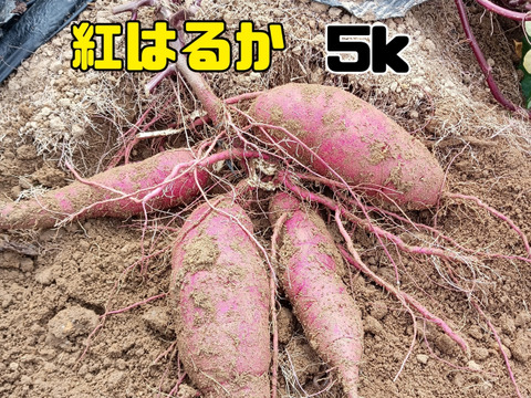 熟成さつまいも　紅はるか5k
