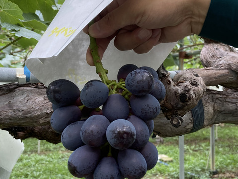 濃厚な甘さ！信州・上田産 🍇ナガノパープル（ご家庭用・2kg）：長野県