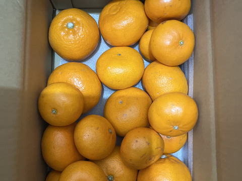 【訳ありだけど美味しさそのまま】せとか 5kg 愛媛県産