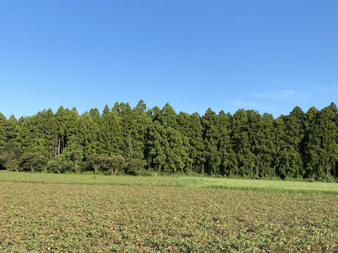 まん丸でも味は変わらない❣️さつまいも
【紅あずま　2キロ】