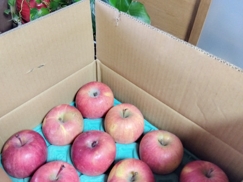 溢れんばかりの果汁！！当農園人気No.1 サンふじ【少し小さめ】約3㎏
F-k3