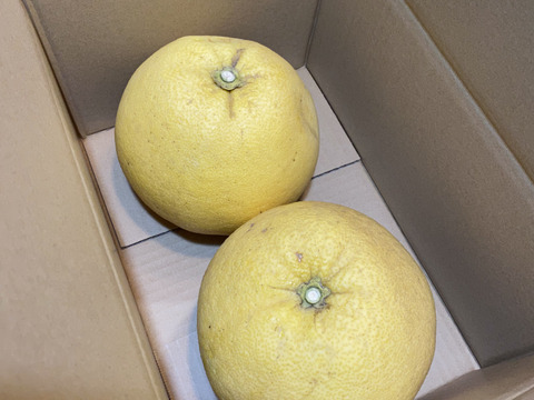 冬の贅沢「紅まどか」約3kg（家庭用）