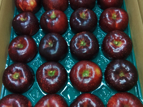 りんご 訳あり🍎秋映🍎 長野県オリジナル品種 三兄弟の長男 5kg 小玉