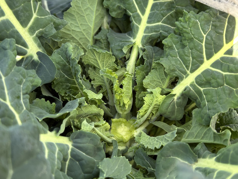 アレッタ600g/期間中農薬不使用、有機肥料主体