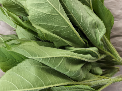 平飼いの色々な卵10個とキクイモの新芽1キロのセット野菜セット