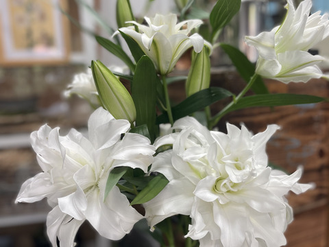 白八重新品種【アンジェラ】香りが抜群に良い❤花弁もしっかりしています！！mikiおすすめ品種♥