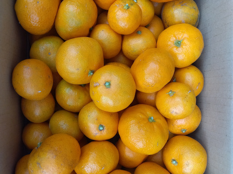 最終感謝のお値引き　和歌山県橋本市産　ご家庭用みかん(約5キロ箱込)4cm大のサイズ多め