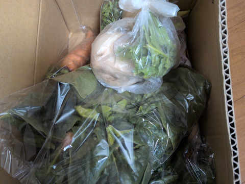 月〜木曜日限定で翌日までに発送!!お楽しみ★農園自慢の情熱野菜セット　7袋　　フードロス対策　パチャママ農園　訳あり　規格外