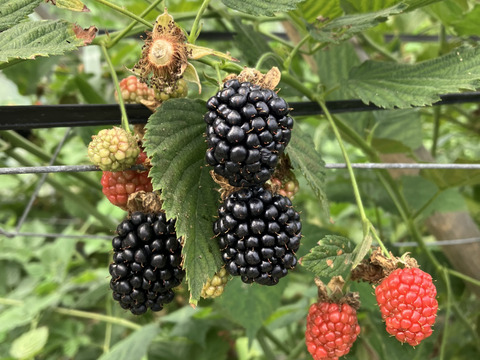 国産ブラックベリースパークリングワイン375ml