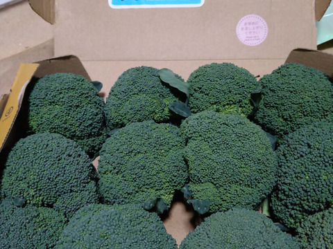 小ブロッコリー宅急便コンパクト
