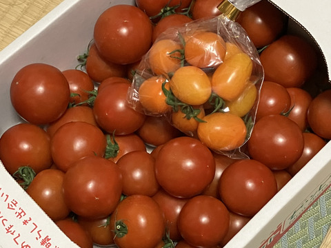【Z1.8】皮が薄くジューシーな中玉フルーツトマト　ゼッピン娘(華おとめ)　1.8kg