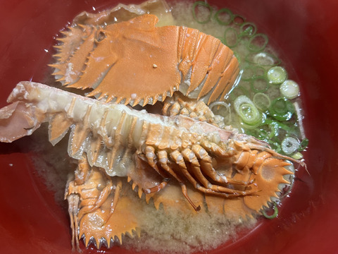 うちわえび 500g