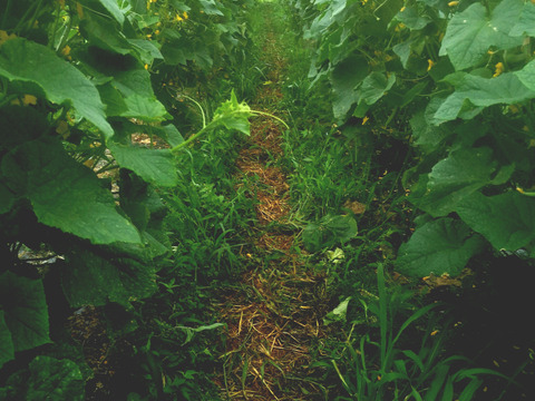 山育ち 自然のまんまのパリパリきゅうり【山梨県北杜市産】1kg