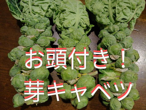 お頭付き！芽キャベツ3〜4本
