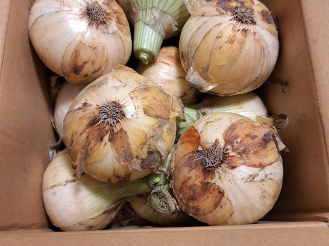 【祝!3年連続金賞🏆】淡路島新玉ねぎ3kg